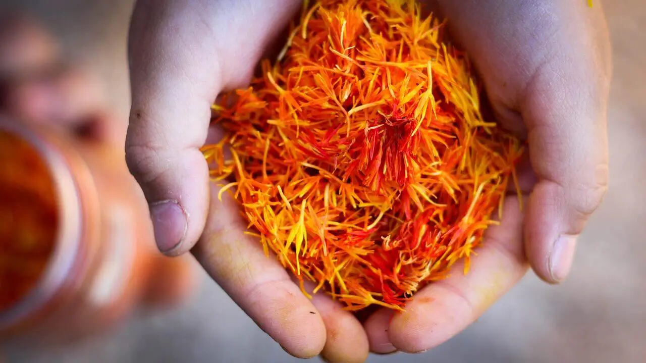 Saffron Threads VS Powder